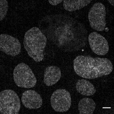 Cell line media