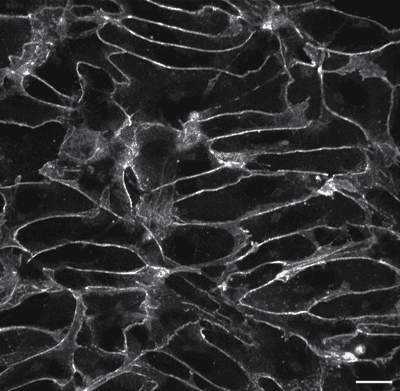 Cell line media