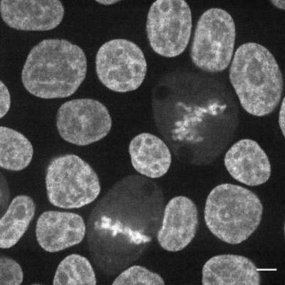 Cell line media