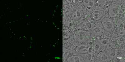 Cell line media
