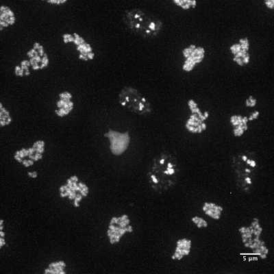 Cell line media