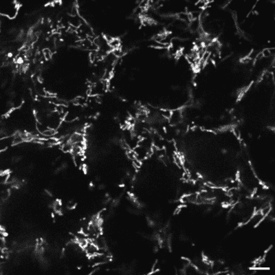 Cell line media